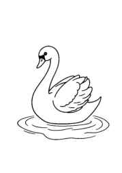 Birds Coloring Book 953A918C (12 Coloring Pages)