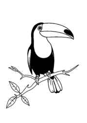 Birds Coloring Book 953A918C (12 Coloring Pages)