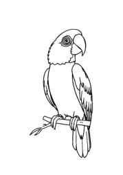 Birds Coloring Book 953A918C (12 Coloring Pages)