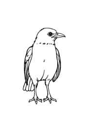 Birds Coloring Book 953A918C (12 Coloring Pages)