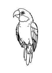 Birds Coloring Book 953A918C (12 Coloring Pages)