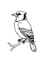 Birds Coloring Book 953A918C (12 Coloring Pages)