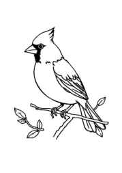 Birds Coloring Book 953A918C (12 Coloring Pages)