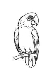 Birds Coloring Book DE03BC57 (12 Coloring Pages)