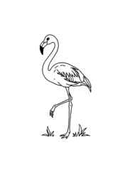 Birds Coloring Book DE03BC57 (12 Coloring Pages)