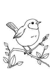 Birds Coloring Book DE03BC57 (12 Coloring Pages)