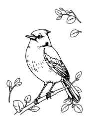 Birds Coloring Book DE03BC57 (12 Coloring Pages)