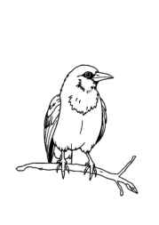 Birds Coloring Book DE03BC57 (12 Coloring Pages)