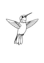 Birds Coloring Book DE03BC57 (12 Coloring Pages)