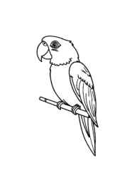 Birds Coloring Book DE03BC57 (12 Coloring Pages)