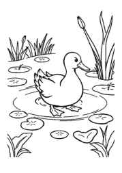 Duck Esther Coloring Book 08279196 (12 Coloring Pages)