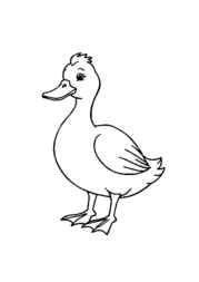 Duck Esther Coloring Book 08279196 (12 Coloring Pages)