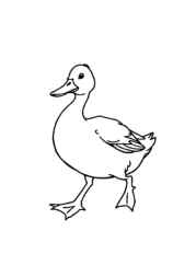 Duck Esther Coloring Book 08279196 (12 Coloring Pages)