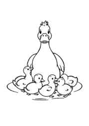 Duck Esther Coloring Book B20A3105 (12 Coloring Pages)