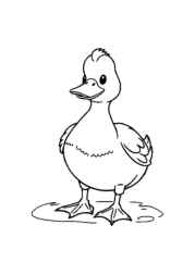 Duck Esther Coloring Book B20A3105 (12 Coloring Pages)