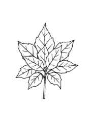 Fall/Autumn Coloring Book ABEBE400 (12 Coloring Pages)