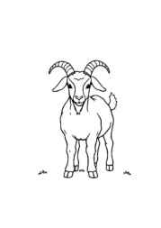 Farm Animals Coloring Book 2CB44C2F (12 Coloring Pages)