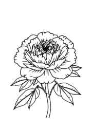 Flowers Coloring Book 3D7387C2 (12 Coloring Pages)