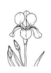 Flowers Coloring Book 9FB28FF5 (12 Coloring Pages)