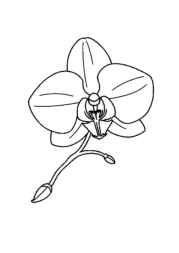 Flowers Coloring Book 9FB28FF5 (12 Coloring Pages)