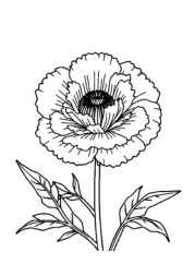 Flowers Coloring Book A9C86AC9 (12 Coloring Pages)