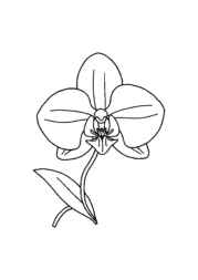 Flowers Coloring Book A9C86AC9 (12 Coloring Pages)