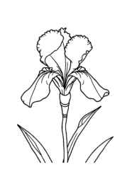 Flowers Coloring Book ADCD2EE1 (12 Coloring Pages)