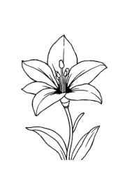 Flowers Coloring Book ADCD2EE1 (12 Coloring Pages)