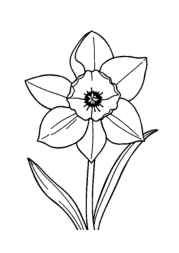 Flowers Coloring Book B67BA904 (12 Coloring Pages)