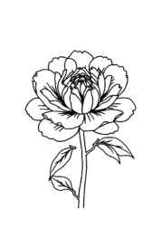 Flowers Coloring Book B67BA904 (12 Coloring Pages)