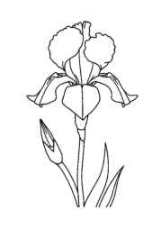 Flowers Coloring Book B67BA904 (12 Coloring Pages)