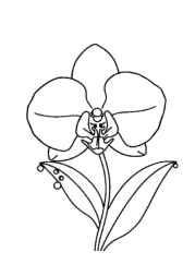 Flowers Coloring Book B67BA904 (12 Coloring Pages)