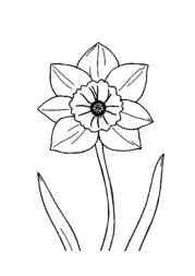 Flowers Coloring Book D047D166 (12 Coloring Pages)