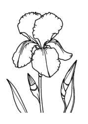 Flowers Coloring Book D047D166 (12 Coloring Pages)