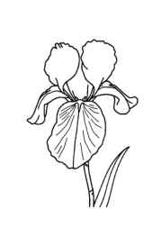 Flowers Coloring Book E7DEACAE (12 Coloring Pages)