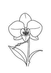 Flowers Coloring Book E7DEACAE (12 Coloring Pages)