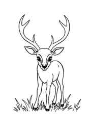 Forest Animals Coloring Book 1C09AC26 (12 Coloring Pages)