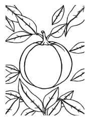 Fruits Coloring Book A9D2E458 (12 Coloring Pages)