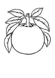 Fruits Coloring Book CE82110C (12 Coloring Pages)