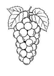 Fruits Coloring Book CE82110C (12 Coloring Pages)