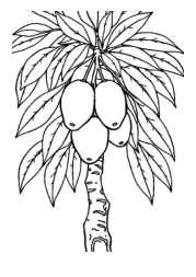 Growing Fruits in Trees Coloring Book 88B40240 (12 Coloring Pages)