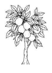 Growing Fruits in Trees Coloring Book 88B40240 (12 Coloring Pages)