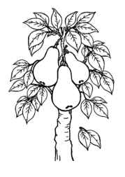 Growing Fruits in Trees Coloring Book 88B40240 (12 Coloring Pages)