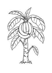 Growing Fruits in Trees Coloring Book 88B40240 (12 Coloring Pages)