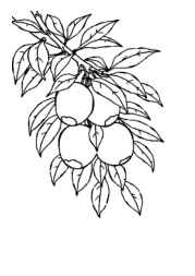 Growing Fruits in Trees Coloring Book 88B40240 (12 Coloring Pages)