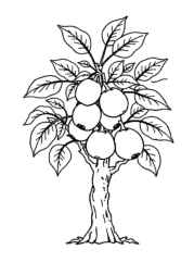 Growing Fruits in Trees Coloring Book 88B40240 (12 Coloring Pages)