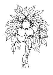 Growing Fruits in Trees Coloring Book 88B40240 (12 Coloring Pages)