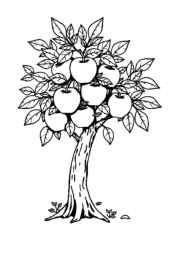 Growing Fruits in Trees Coloring Book 88B40240 (12 Coloring Pages)