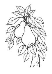 Growing Fruits in Trees Coloring Book 5E51ACB0 (12 Coloring Pages)
