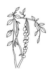 Growing Vegetables in Ground Coloring Book 728CCA48 (12 Coloring Pages)